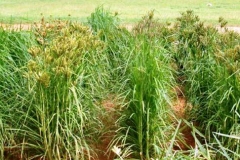 Finger-millet-plant