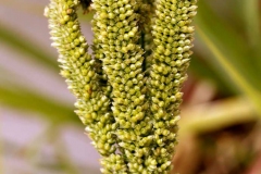 Immature-finger-millet-crop