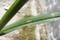 Leaves-of-Finger-millet