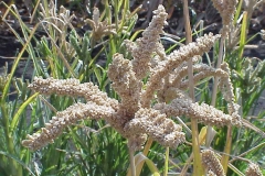 Mature-Finger-millet