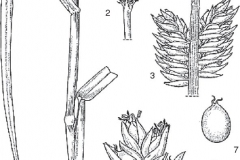Plant-Illustration-of-Finger-millet
