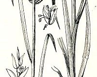 Sketch-of-Finger-millet