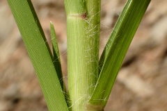 Stem-of-Finger-Millet-