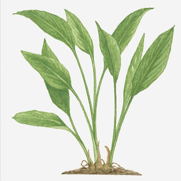 Fingerroot-plant-illustration-Gajutu