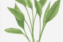 Fingerroot-plant-illustration-Gajutu