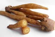Fingerroot-rhizome-Khchiey