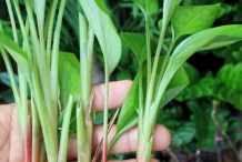 ringer root plant-green