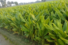 Fingerroot-farm-kunchi