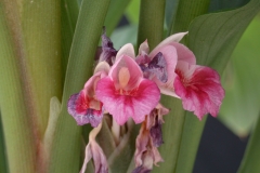Fingerroot-flower-Lesser ginger