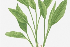 Fingerroot-plant-illustration-Gajutu