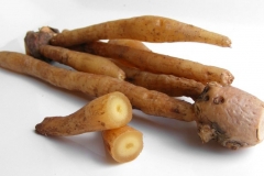 Fingerroot-rhizome-Khchiey