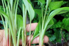 ringer root plant-green