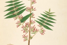 Fire-flame-bush-illustration-Dhangera
