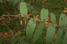 Fire-flame-bush-leaves-Dawai