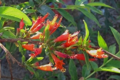 Fire-flame-bush-flower-Dhai