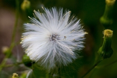Fireweed-flower