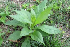 Fireweed-leaves