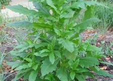 Fireweed-plant