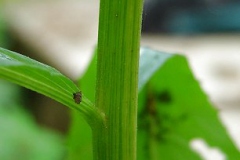 Fireweed-stem