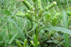 Flower-buds-fireweed