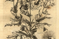 Plant-illustration-of-fireweed