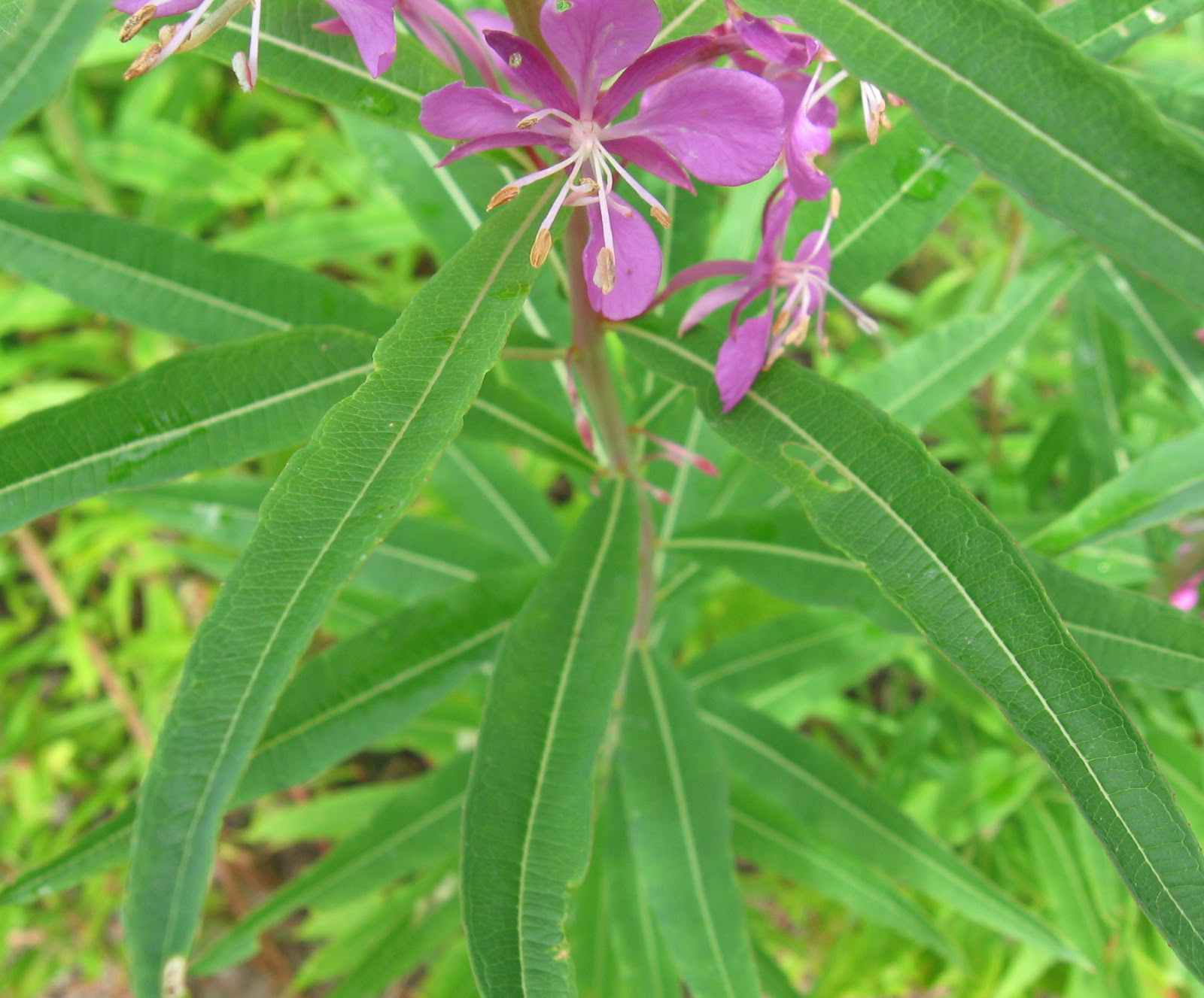 Leaves-of-Fireweed-plant