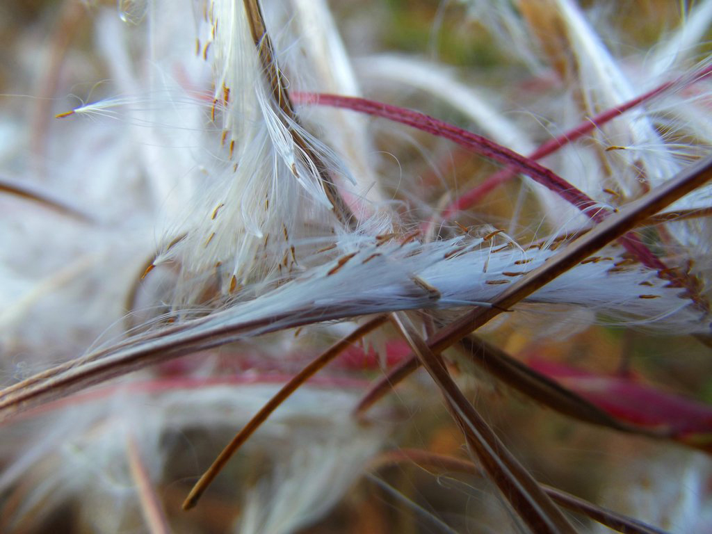 Seed-of-Fireweed