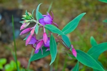 Fireweed-flower-buds