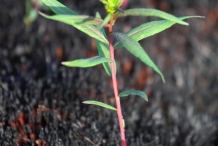 Fireweed-sprout