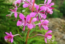 Flowers-of-Fireweed
