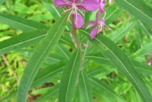 Leaves-of-Fireweed-plant
