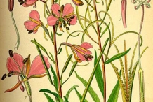 Plant-illustration-of-Fireweed