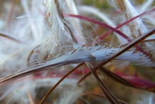 Seed-of-Fireweed