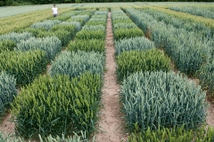 Firmosses-farm
