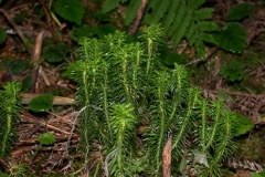Firmosses