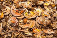 Dried-flower-of-Flame-of-the-Forest