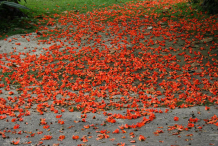 Flame-of-the-Forest-Flowers-on-the-ground
