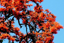 Flame-of-the-Forest-Flowers-on-the-tree