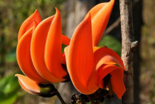 Flower-of-Flame-of-the-Forest