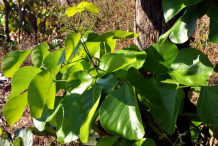 Leaves-of-Flame-of-the-Forest