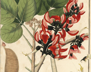 Plant-Illustration-of-Flame-of-the-Forest