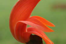 Single-Flame-of-the-Forest-Flower