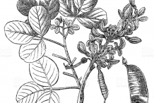 Sketch-of-Flame-of-the-Forest