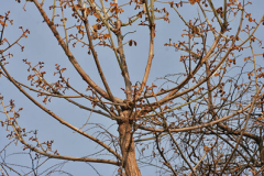 Branches-of-Flame-of-the-Forest