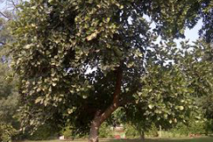 Flame-of-the-Forest-Plant