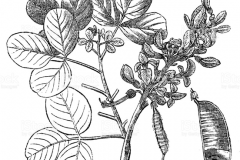 Sketch-of-Flame-of-the-Forest