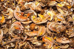 Dried-flower-of-Flame-of-the-Forest