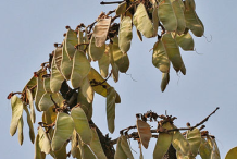 Fruits-of-Flame-of-the-Forest