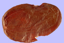 Seed-of-Flame-of-the-Forest