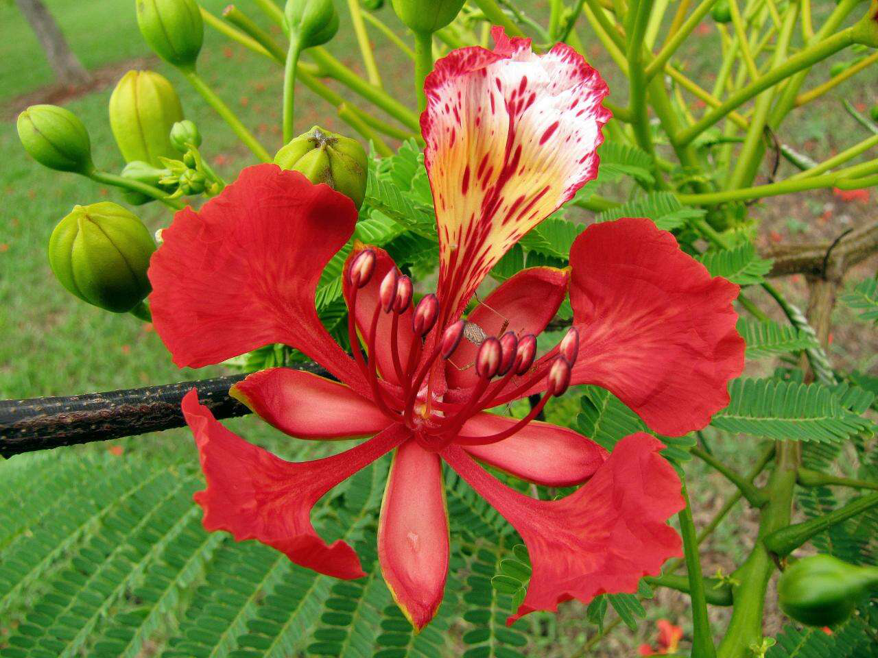 Closer-view-of-flowers-of-Flame-tree